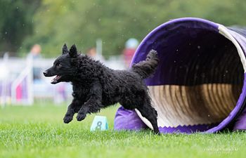 Book Big Skills for Young Dogs