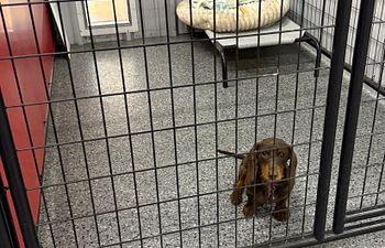 Book Full Throttle Haven - Outside Access (PUPPY RATE) 