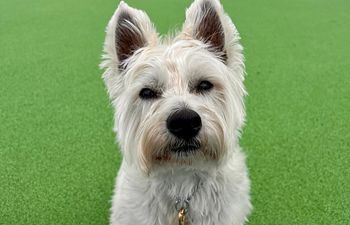 Book Focus & Fun -Pup Up Workshop