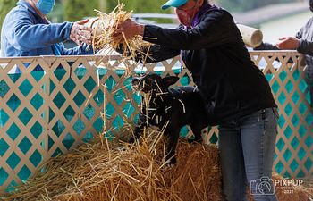 Book Barn Hunt All Levels  Class