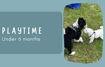 Book Social Session - Puppy