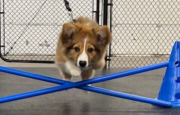 Book Canine Confidence and Connection 