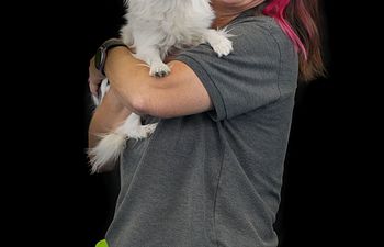 Book Mini Seminar Changing your dogs emotions 