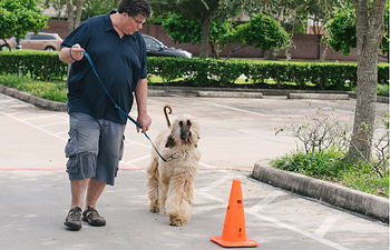 Book Workshop: Loose Leash Walking