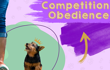 Book Competition Obedience - Retrieve Basics & Beyond