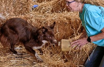 Book CelebRatties Barn Hunt Practice Time