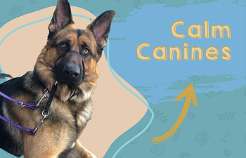 Book Calm Canines On The Town - 4 Week Class