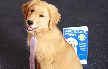Book DROP IN - STAR Puppy Class