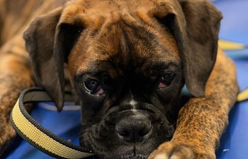 Book Good Dog Manners Day School