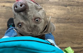 Book Drop-In Leash Manners