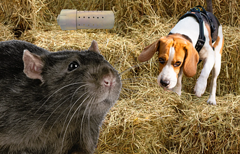 Book Souly Hide & Squeak - Rat Search