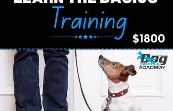 Book Learn the basics training camp special