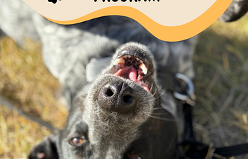 Book Doggie School