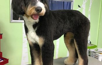 Book GROOMING: Doods n' Poods (Curly Coats) - 5 - *XX_LARGE DOG* (80_to_110lbs) - $190+ (SHAVE INCLUDED)