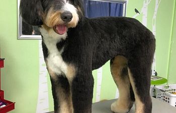 Book GROOMING: Doods n' Poods (Curly Coats) - 5 - *XX_LARGE DOG* (80_to_110lbs) - $190+ (FULL HAIRCUT INCLUDED)