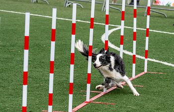 Book Agility | Level 4 | Advanced