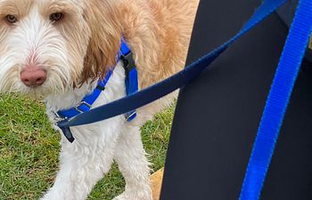 Book Premium Adolescent Group Dog Training Package