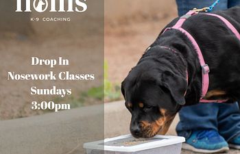 Book Nosework Drop In Group Classes