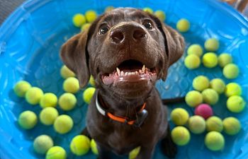 Book Puppy DaySchool - Social Only