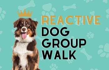 Book Calm Canines On The Town Drop-In Class