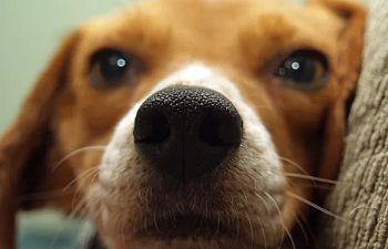 Book Foundations Puppy Training