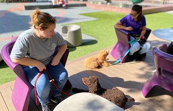 Book Puppy Preschool at Kreativ Pet Klips