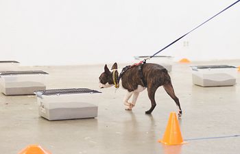 Book Advanced Scent Work Class