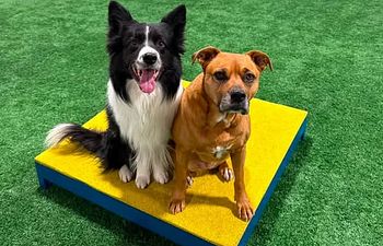 Book Agility 3 Wed 5/7 @5:15pm with Donna