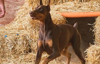 Book Barn Hunt Practice 