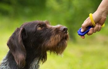 Book Functional Foundations (Fresh Start for Dogs 6+ Months Old)