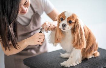Book The Secret Life of Grooming: A Behind-the-Scenes Event (Humans Only!)