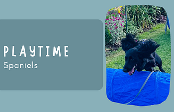 Book Social Session - Spaniels