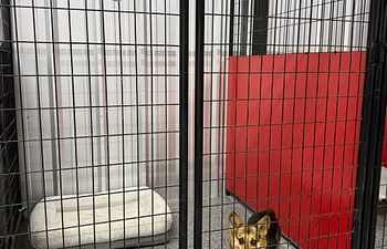 Book Raceway Retreat - Indoor (1 Dog)- 5x5