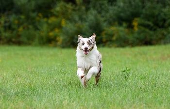 Book Life Skills: Real Life Recalls at the Farm!