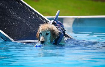 Book One-on-one Swim Lesson 