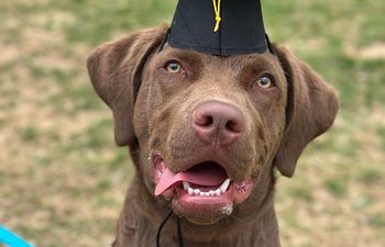 Book Board & Training 2 weeks