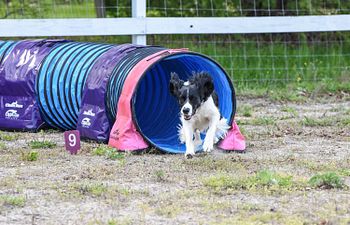 Book Agility: Advanced Coursework