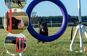 Book Agility 2 (Skills)