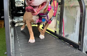 Book Zoomiez Dog Run Session