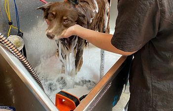 Book New Grooming Clients - Book a Phone Call