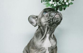 Book Puppy Socialization Class Information