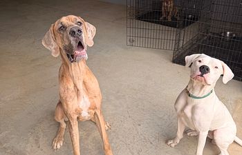 Book Dog Boarding + Training