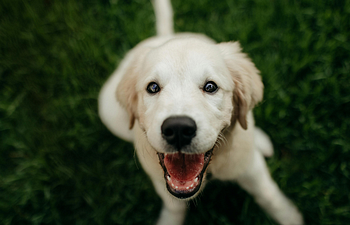 Book Puppy Primary (Level 2: Skill Building)