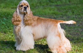 Book GROOMING: Doods n' Poods (Curly Coats) - 2 - *MEDIUM DOG* (15_to_34lbs) - $115+ (FULL HAIRCUT INCLUDED)