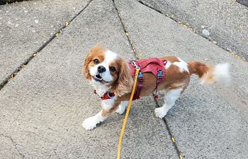 Book Small Dog Play Group