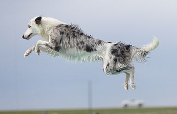 Book 4 Hour Half-Day Pool Rental + Trainer (Up to 8 Dogs)