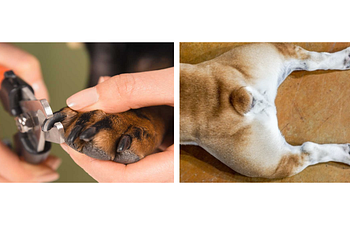 Book Nail Trim and Anal Gland Expression