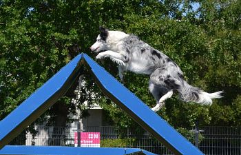 Book AT24 Agility Intermediate - Waitlist Only