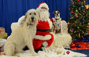 Book Picture Your Pet with Santa! fundraiser