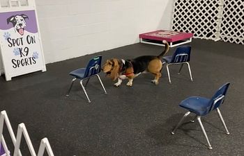 Book Nose Work 3 Thu 7/3 @ 10am with Ginger